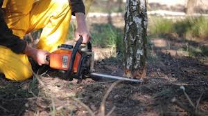 Best Tree Disease Treatment  in Hlsboro, IL