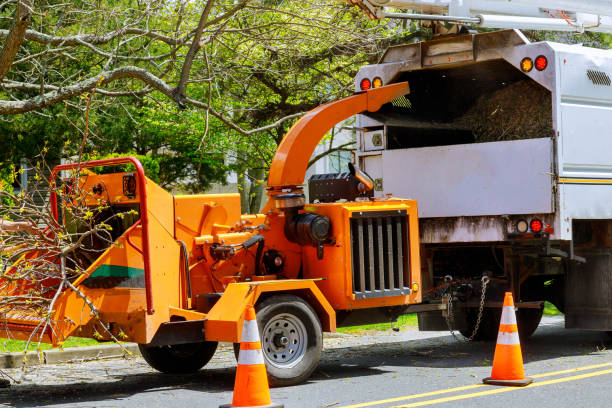 Hillsboro, IL Tree Services Company